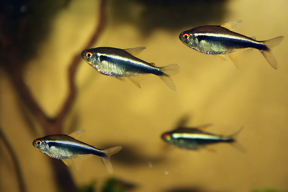 Black Neon Tetras schooling in a planted freshwater aquarium, a hardy and affordable alternative to standard Neon Tetras