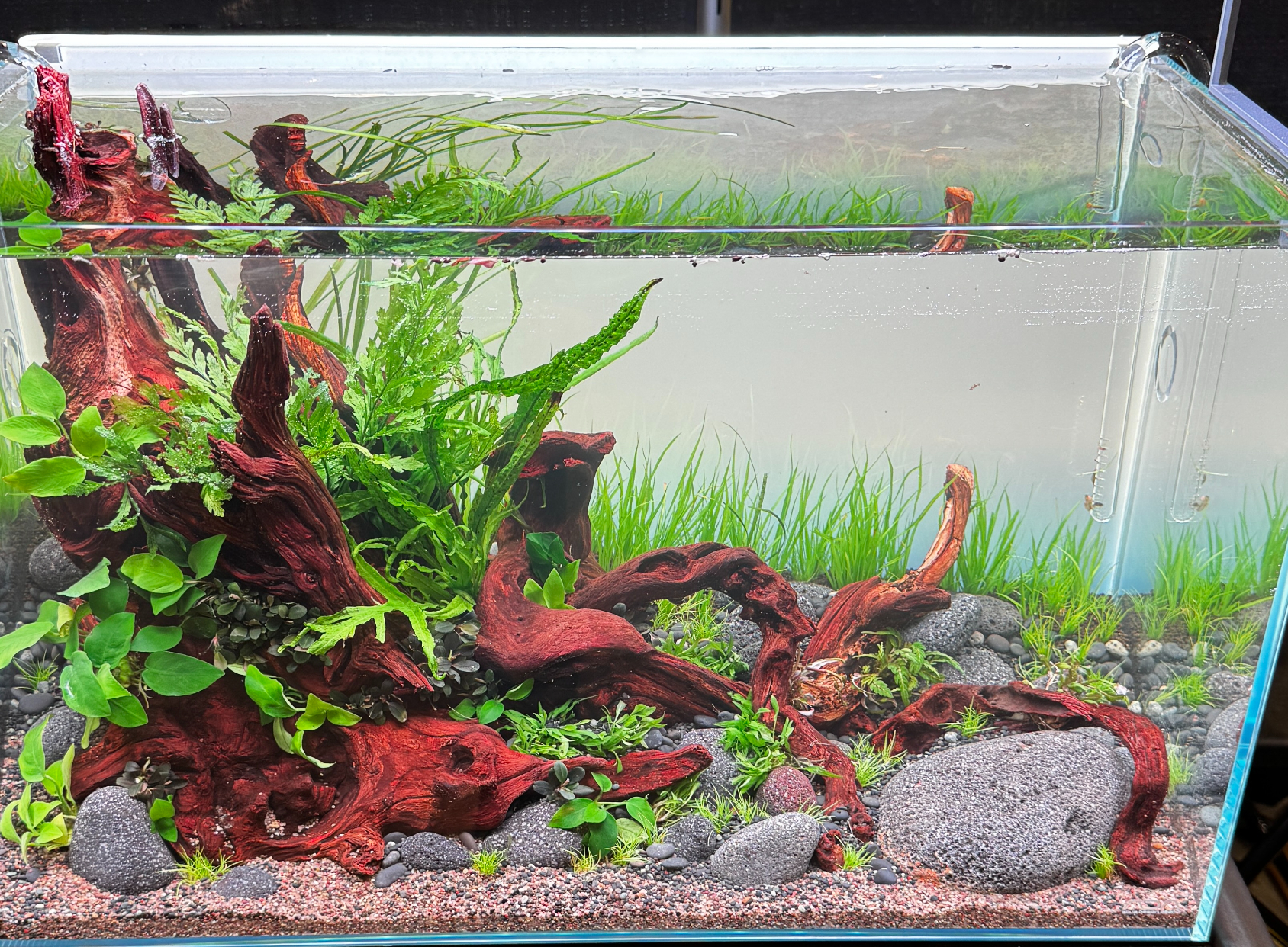 Driftwood give fish a natural environment 