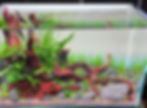 Freshwater planted aquarium with red driftwood, green plants, rocks, and sandy substrate.