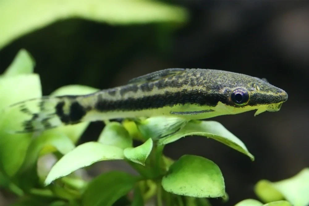 an otocinclus catfish resting on a leaf