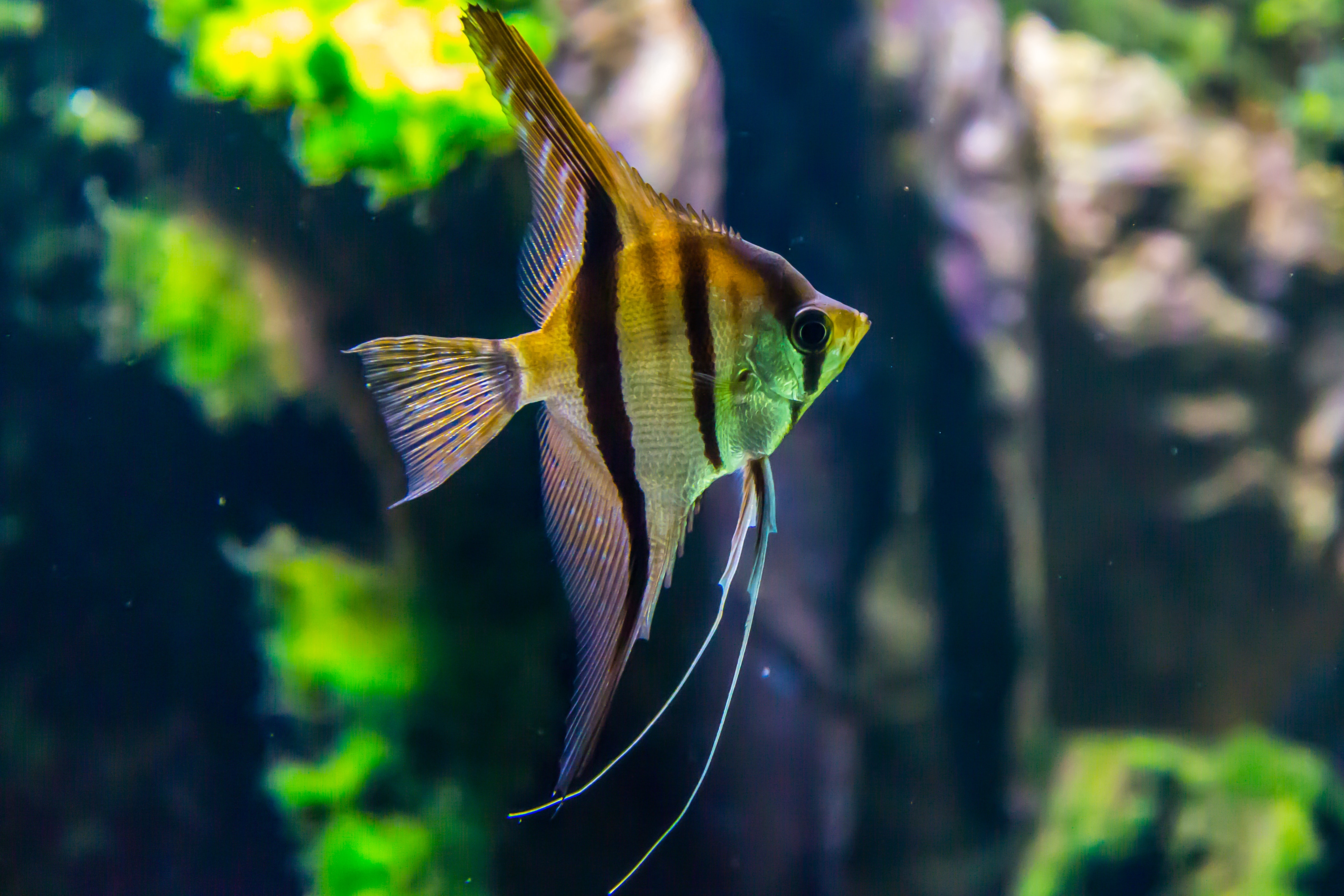 Angel fish swimming in a planted tank