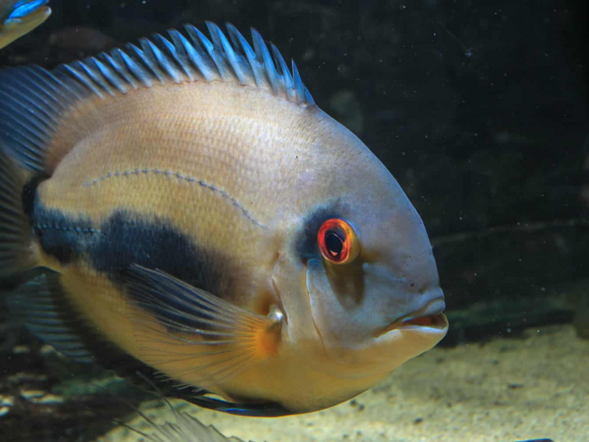 Uaru amphiacanthoides (triangle cichlid)