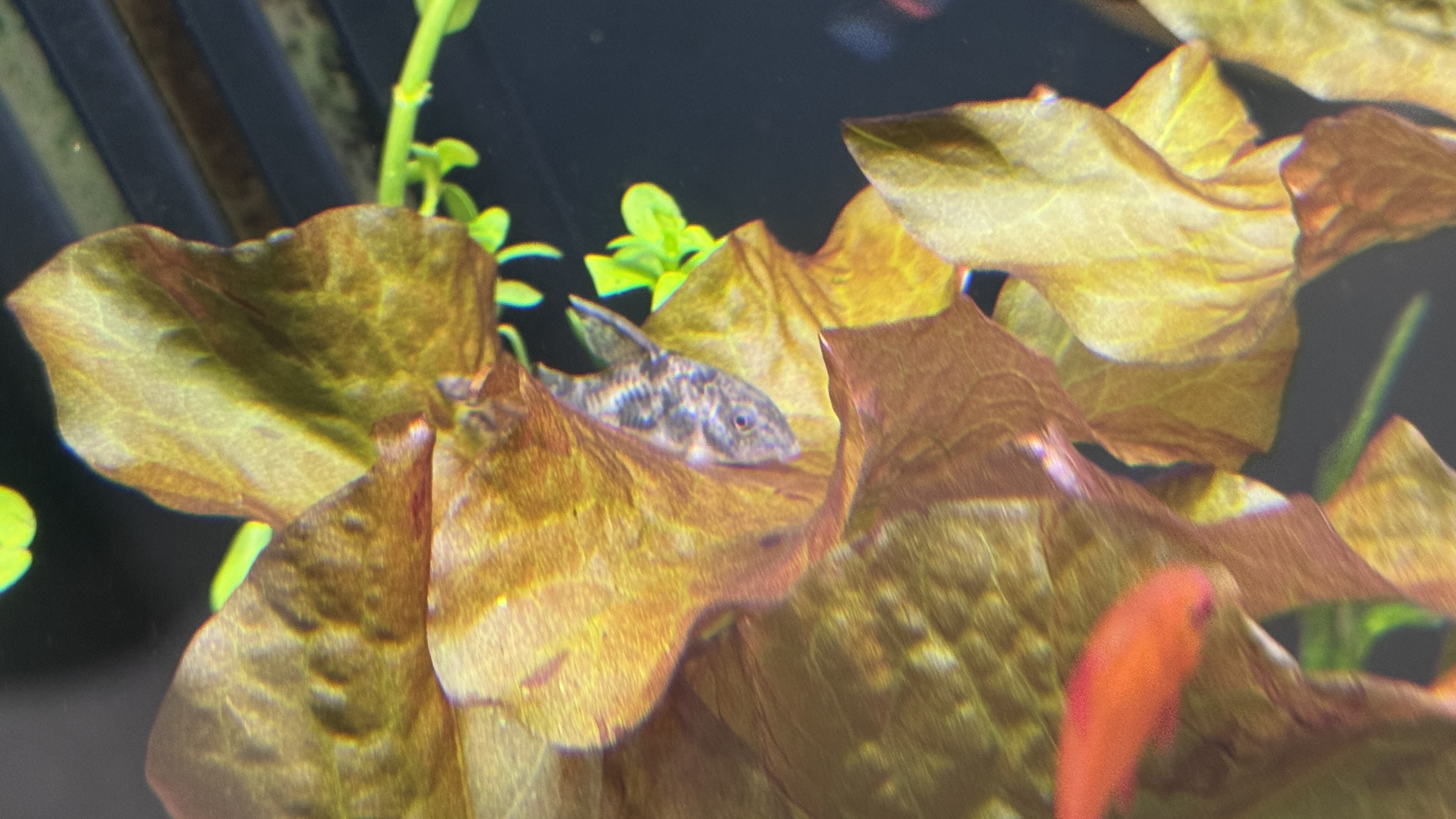 Corydoras like to rest on plants.