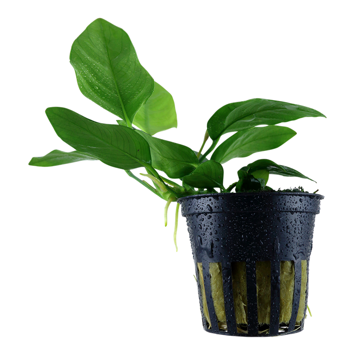 Anubias plant is great for beginners