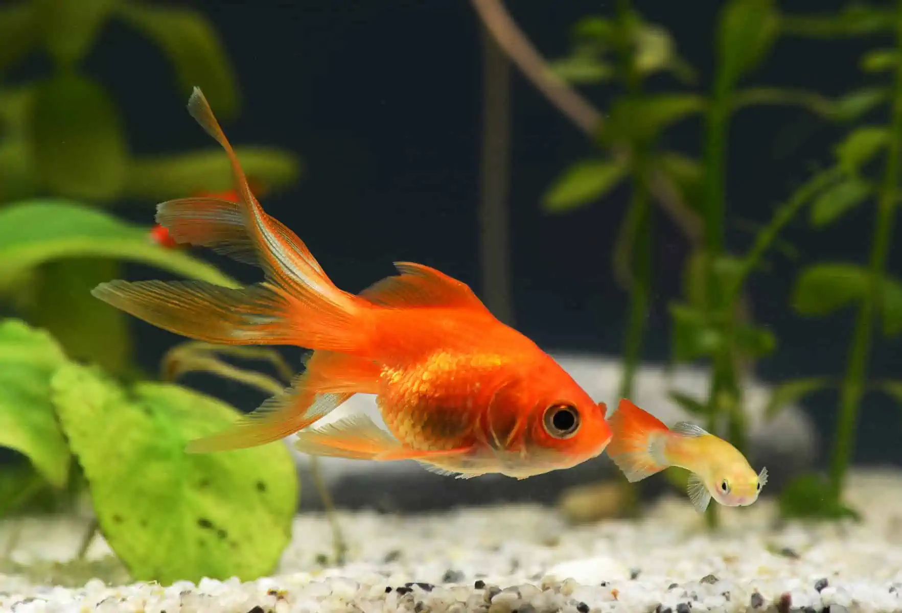 Goldfish freshwater fish at Fins For Grins in Broken Arrow