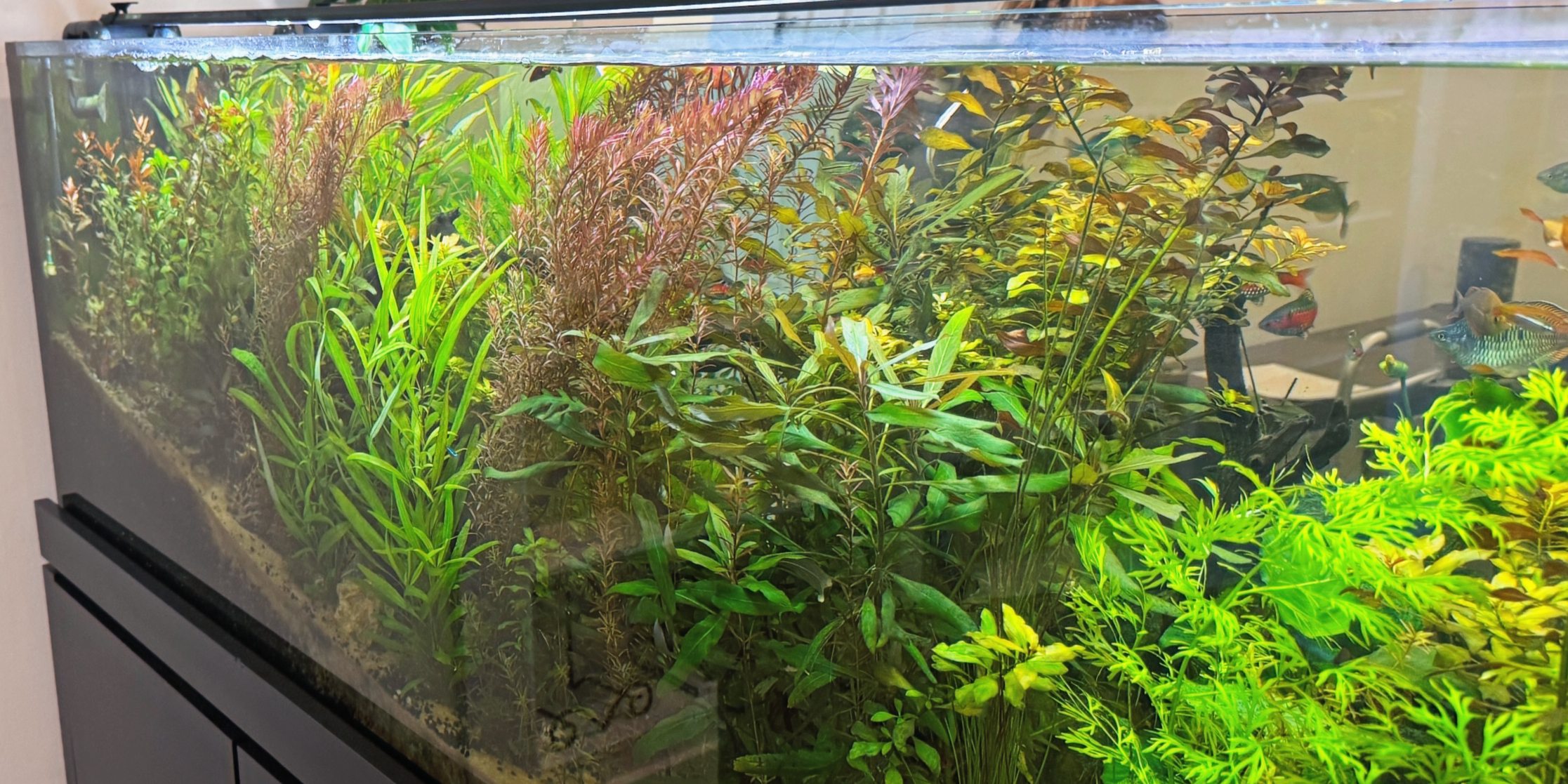 Eye-level view of a freshwater aquarium with balanced lighting and healthy fish
