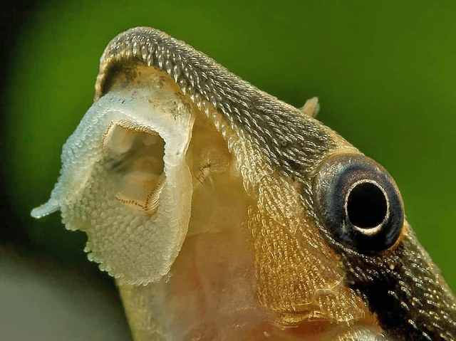 a close up image of the mouth of an otocinclus