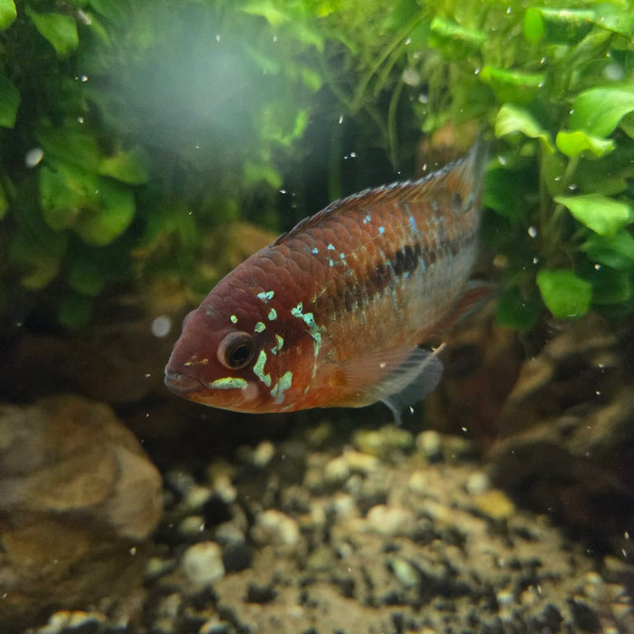 Ivannacara bimaculata