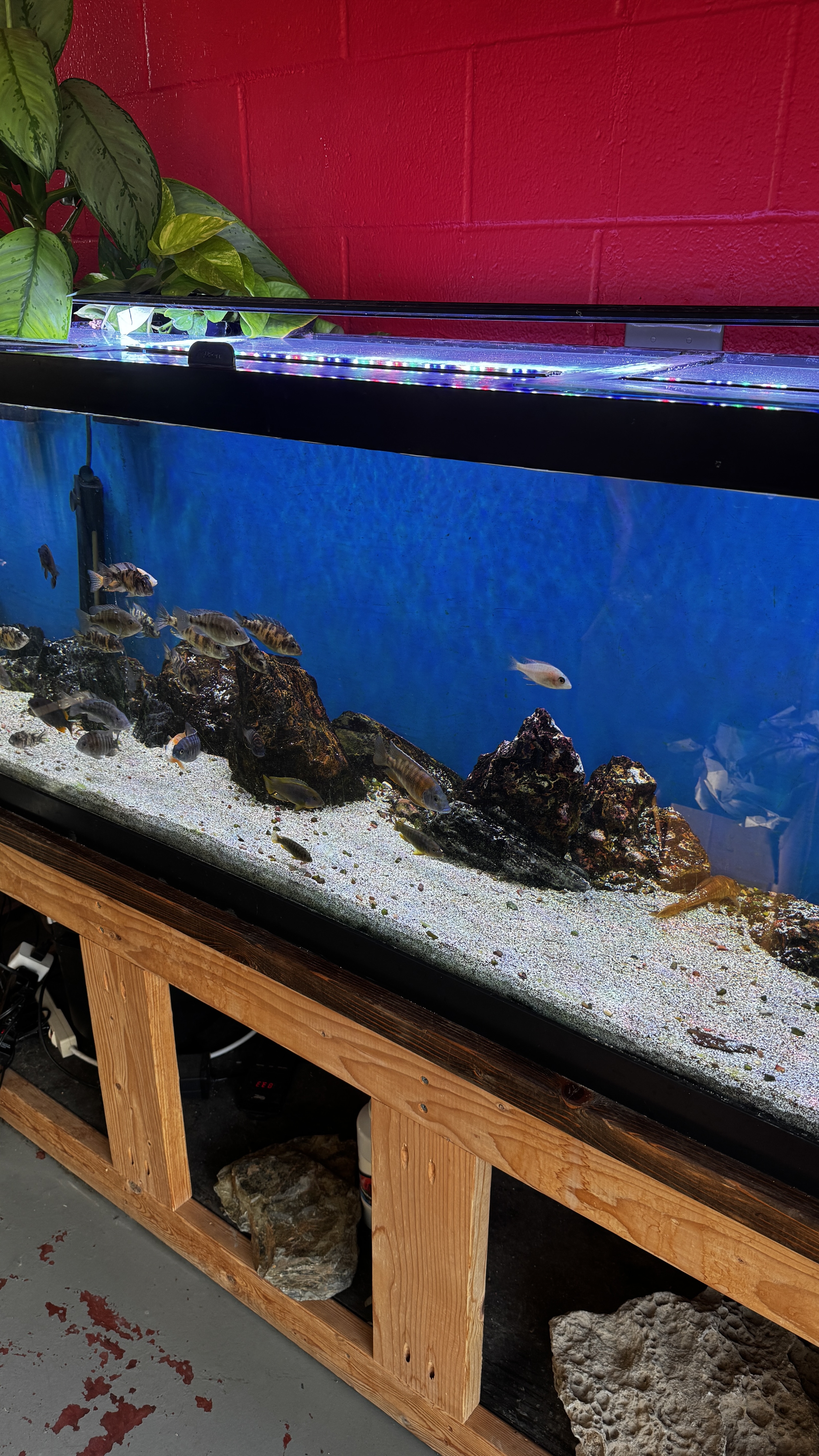 Fins For Grins freshwater aquarium store