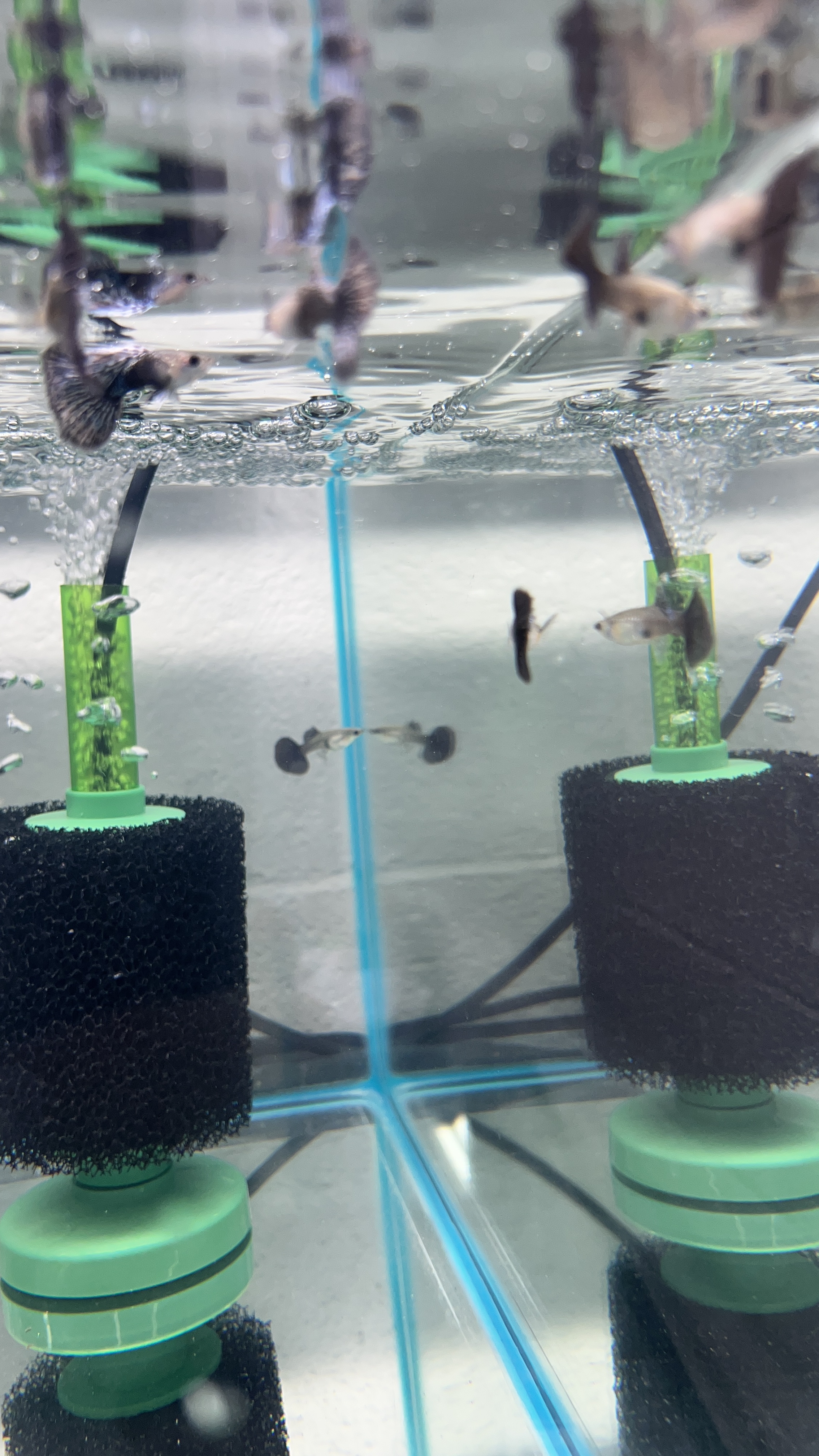 A quarantine tank with guppies.