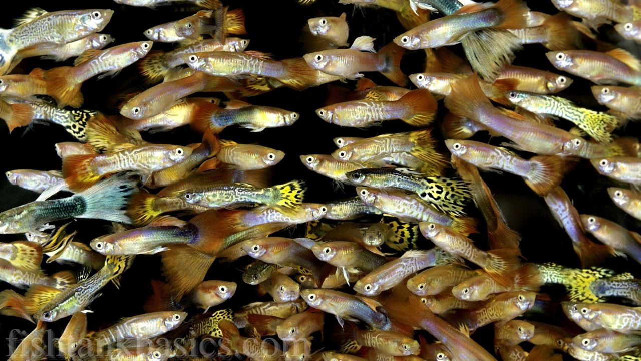 Over crowded fish tank