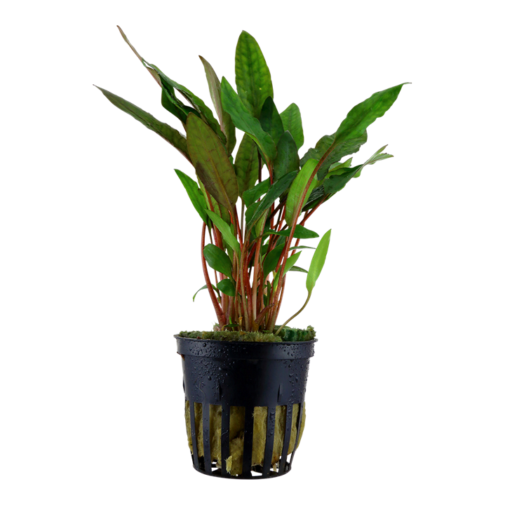 Cryptocorine