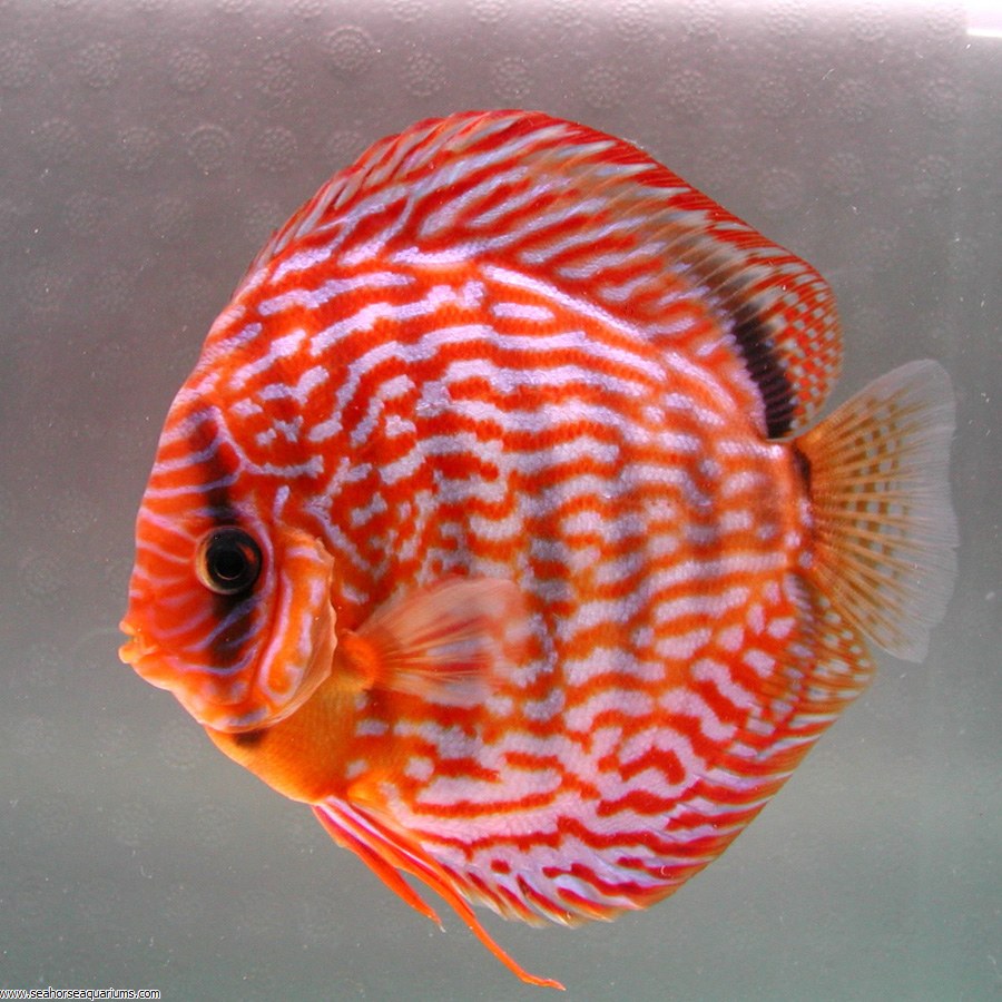 Discus freshwater fish at Fins For Grins in Broken Arrow