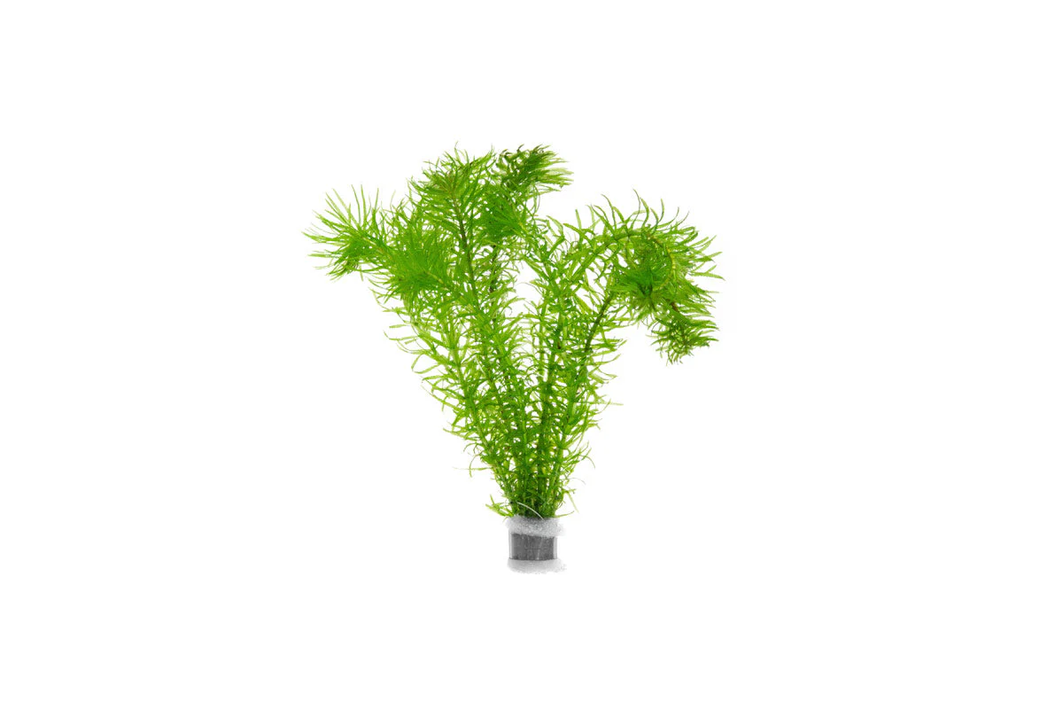 anachris the easiest beginner plant