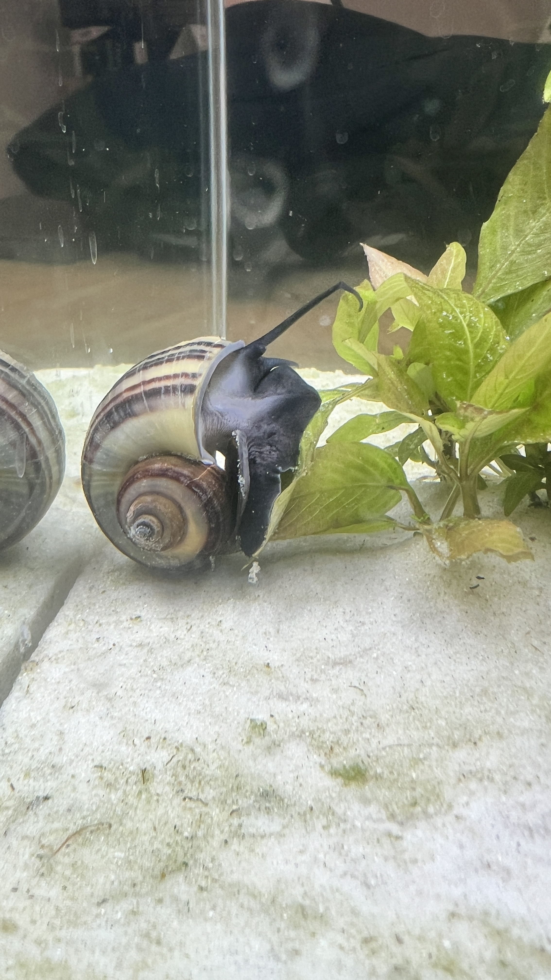 Use this method to remove snail eggs.