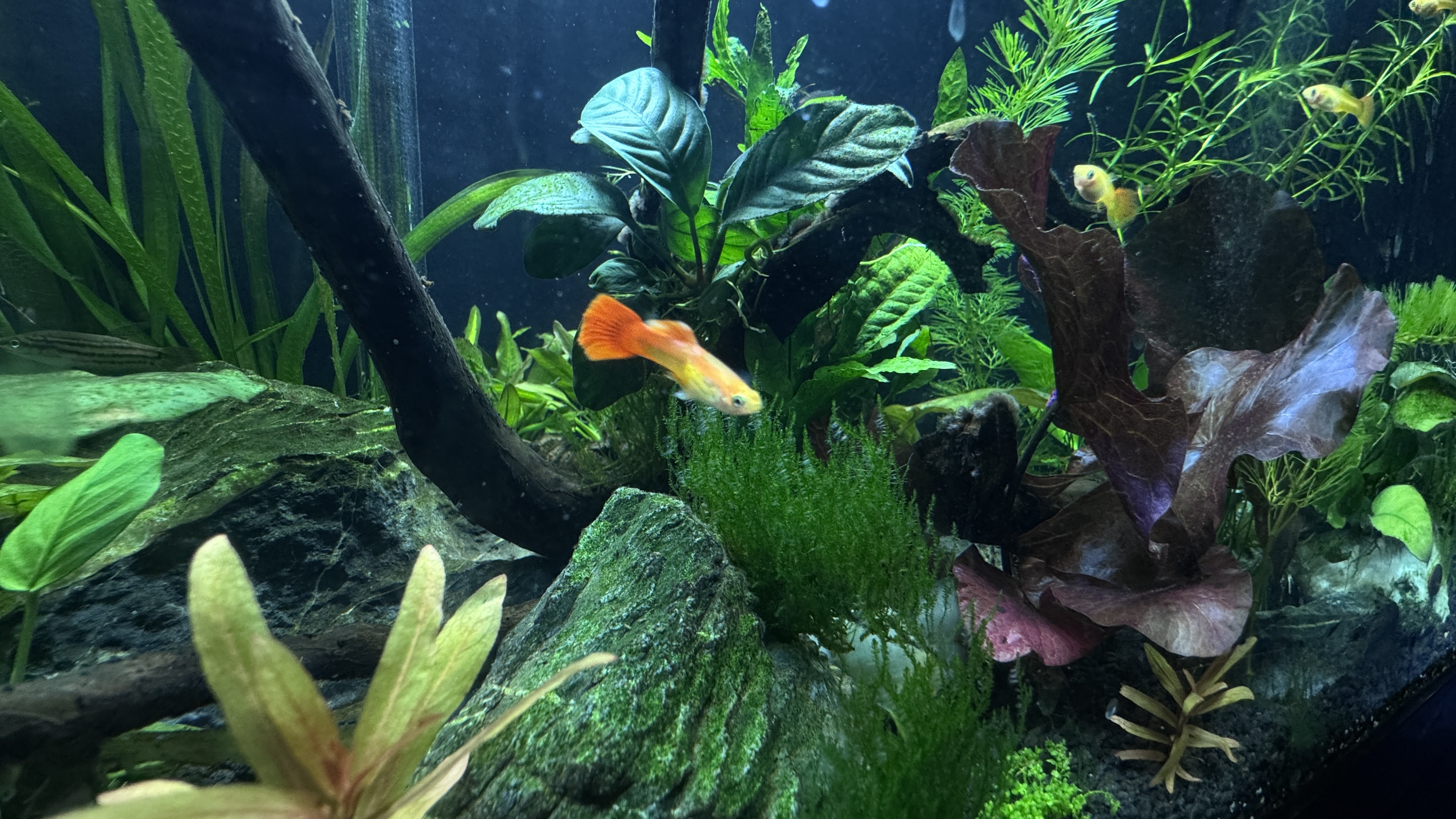 A beginner freshwater aquarium stocked with affordable hardy community fish, including guppies