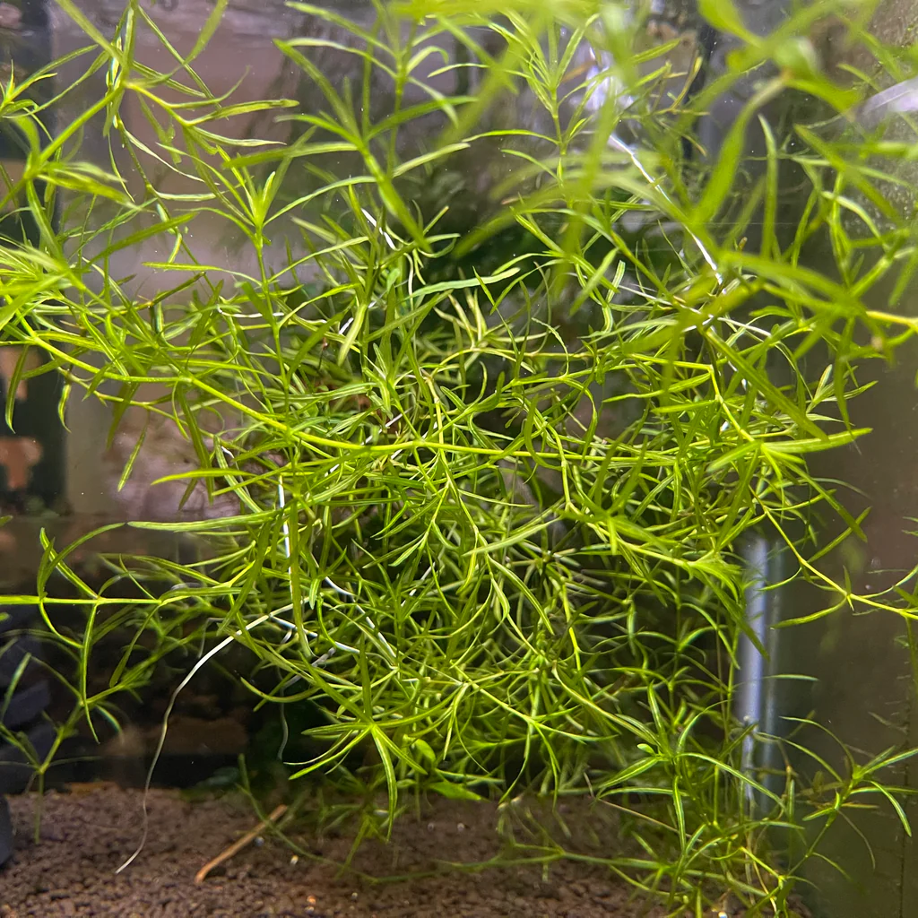 guppy grass is very easy plant to grow