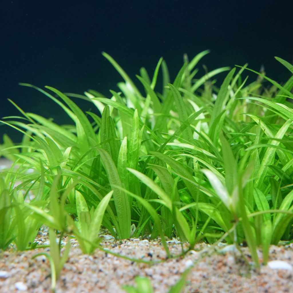 pygmy chain sword is beginner friendly plant