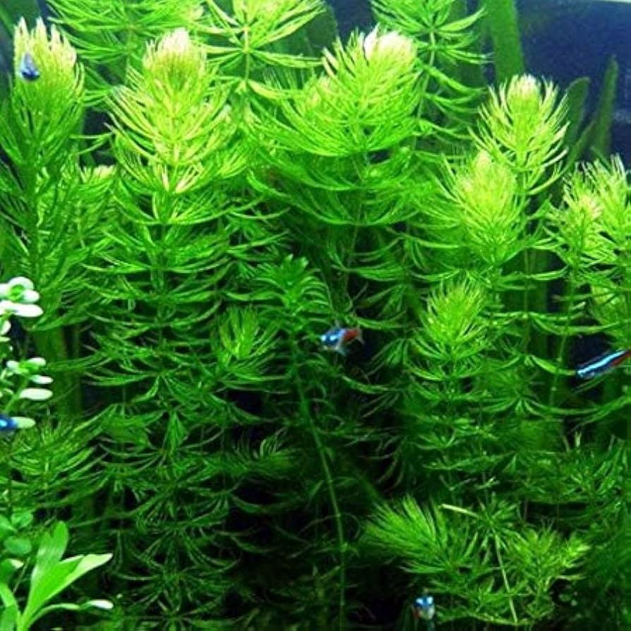hornwort is a simple plant to grow