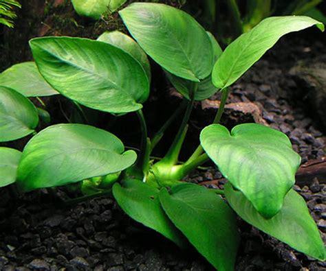 Anubias plant in beginner aquarium