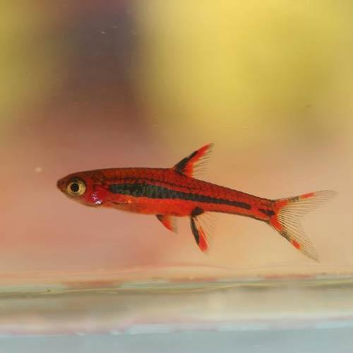 Rasboras freshwater fish at Fins For Grins in Broken Arrow