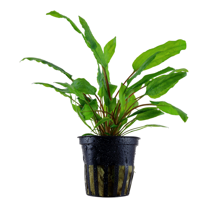 cryptocorine wendeti