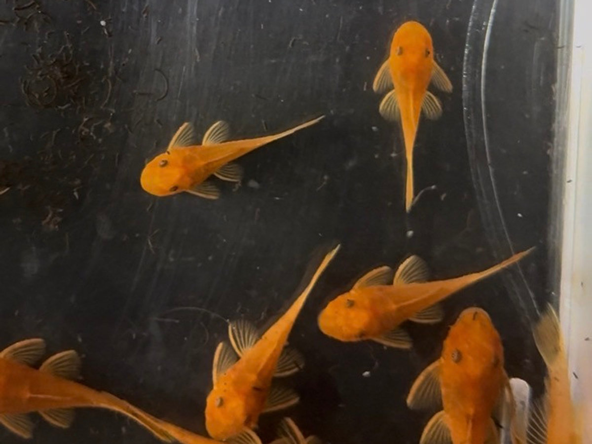 Super Red Bristlenose Pleco
