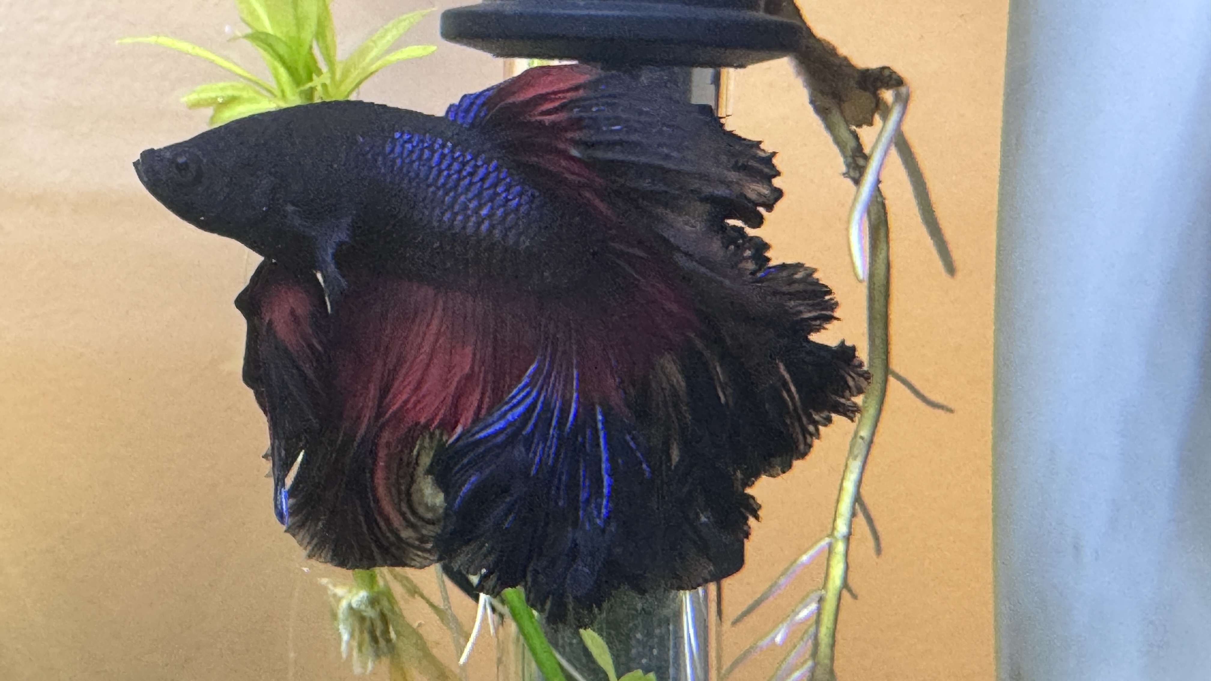 A beautiful betta
