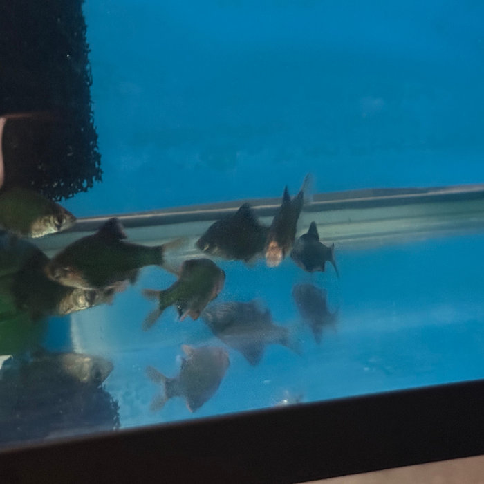 Green Tiger Barb