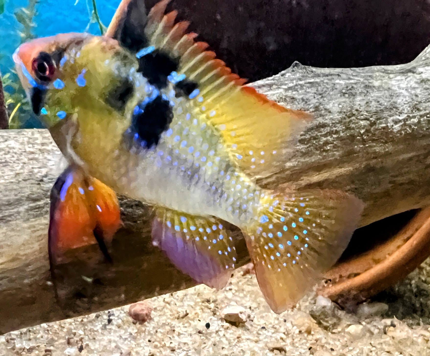 a picture of a Golder German Ram