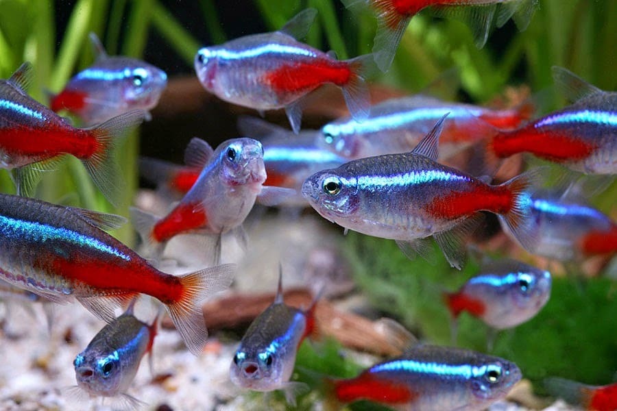 Species Profile: Neon Tetra (Paracheirodon innesi)