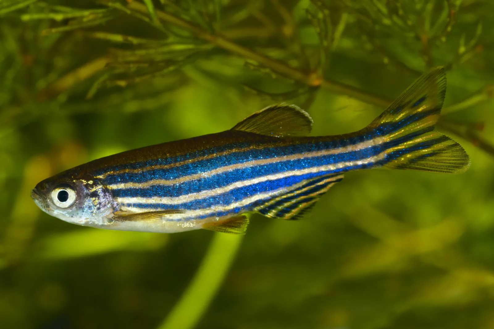 Zebra Danios schooling in a freshwater aquarium, one of the most affordable and hardy fish for beginners