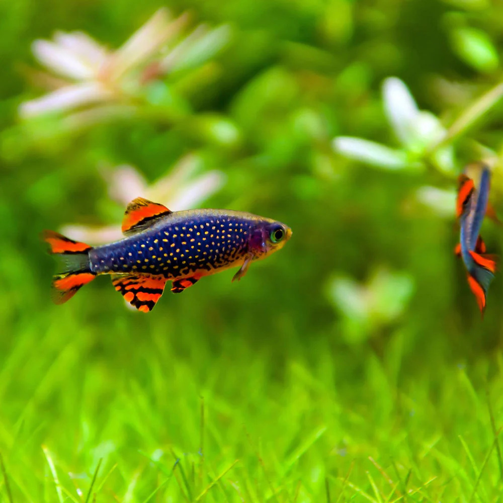 Male Celestial Pearl Danio is bright in color
