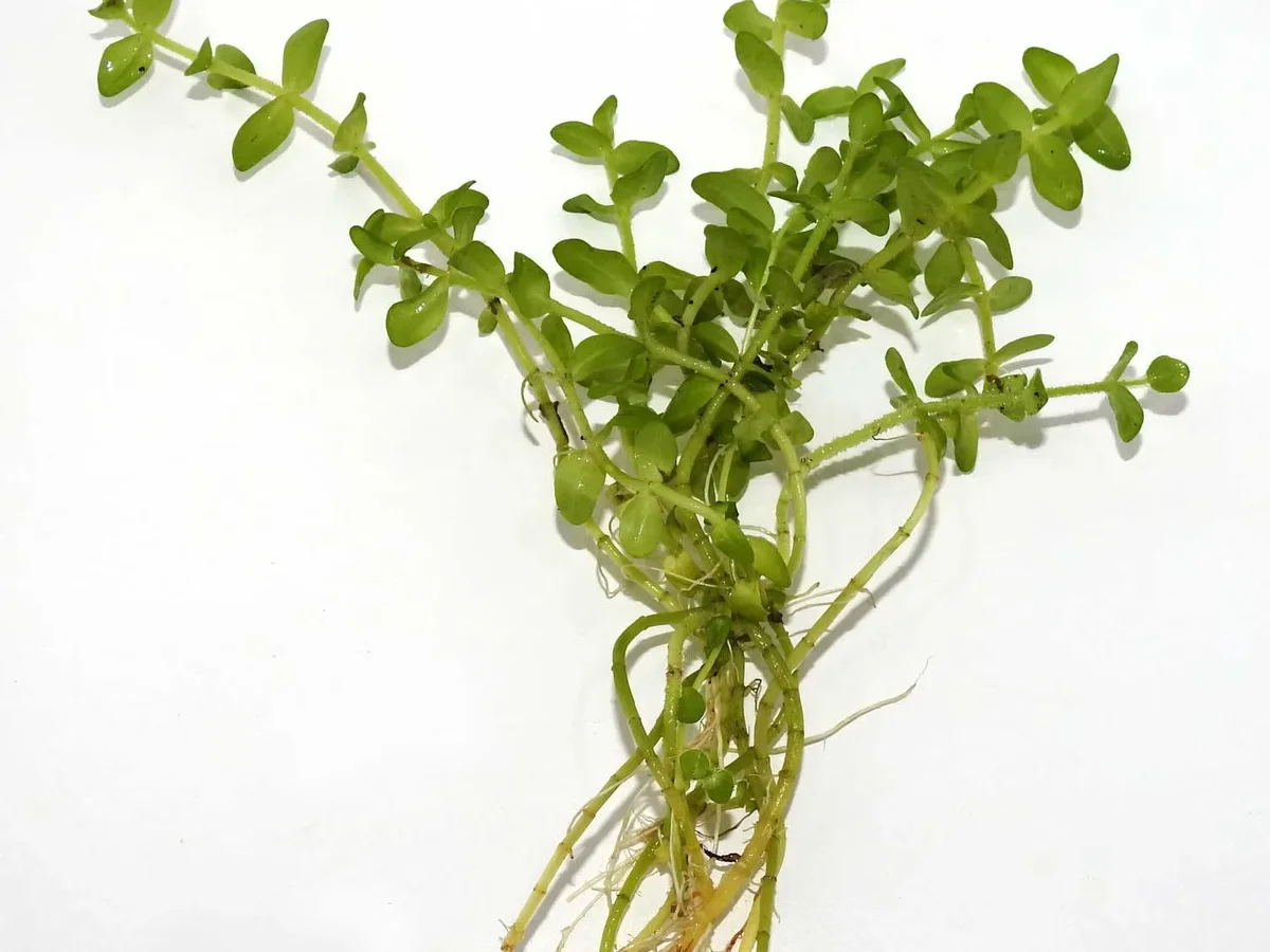 Lemon Bacopa (Bacopa caroliniana)