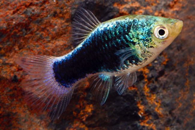 Green Lantern Platy in a planted freshwater tank