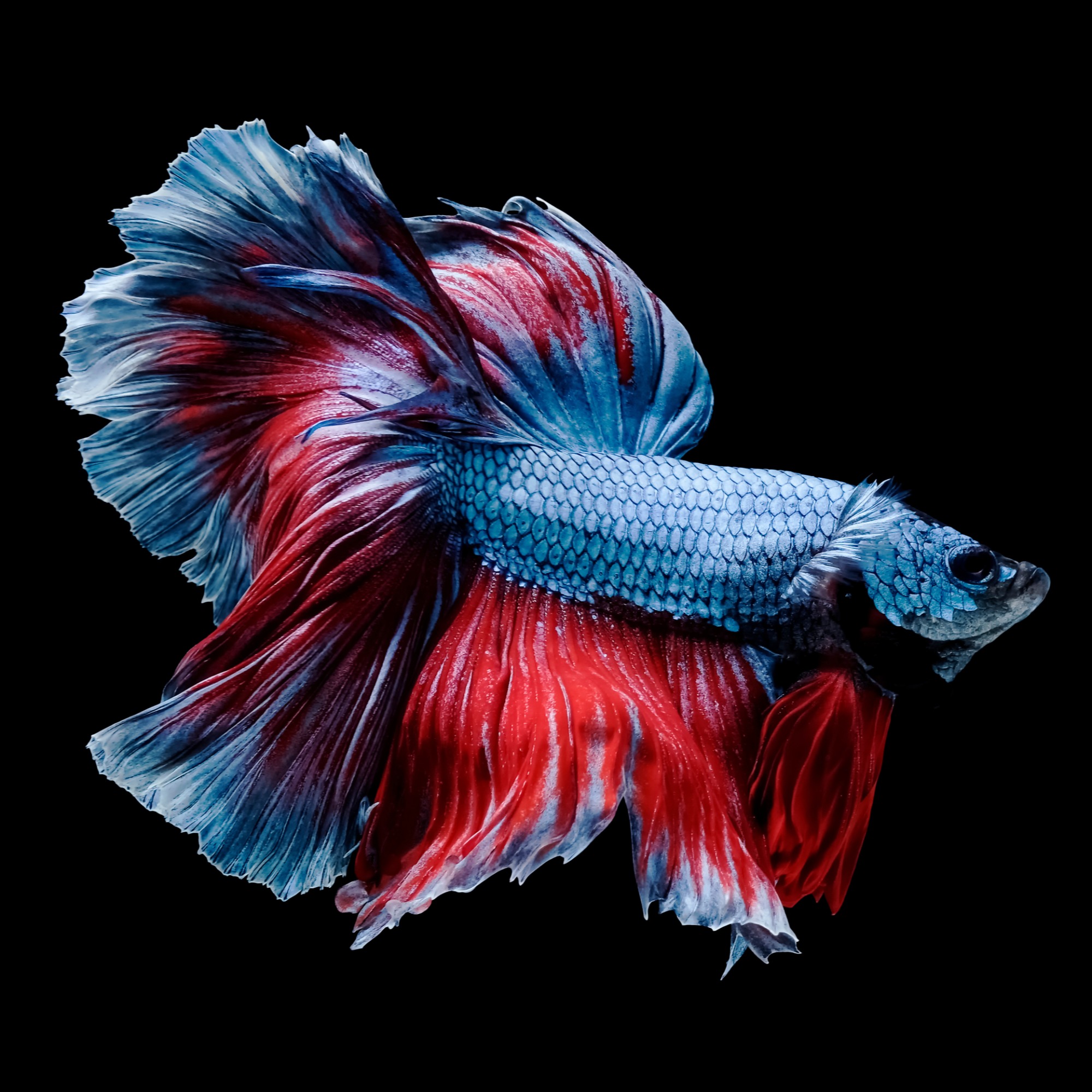 Betta fish in starter aquarium