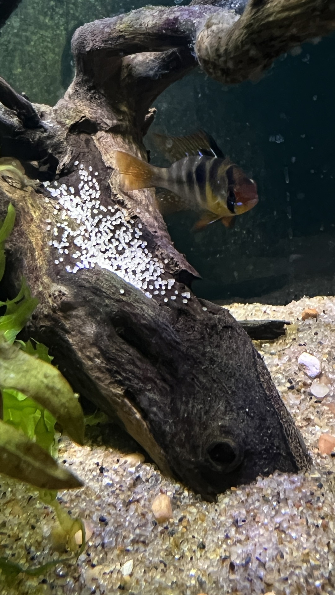 Species Profile: Ram Cichlids (Mikrogeophagus ramirezi)