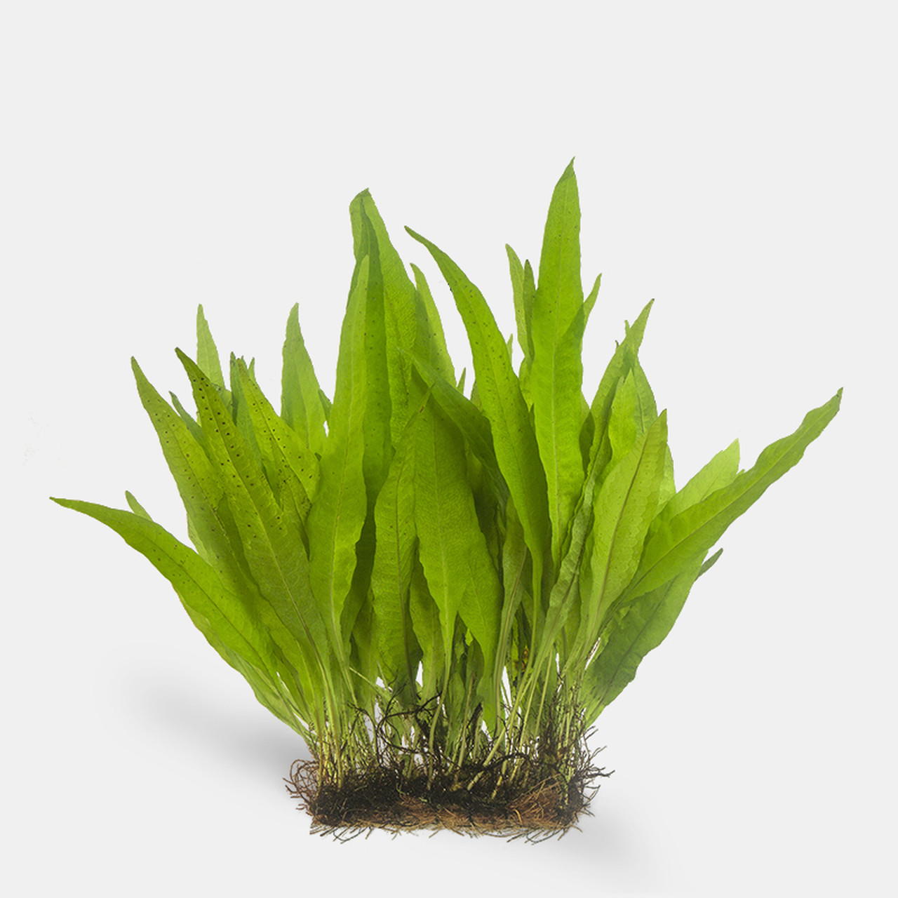 bareroot java fern is very easy to use