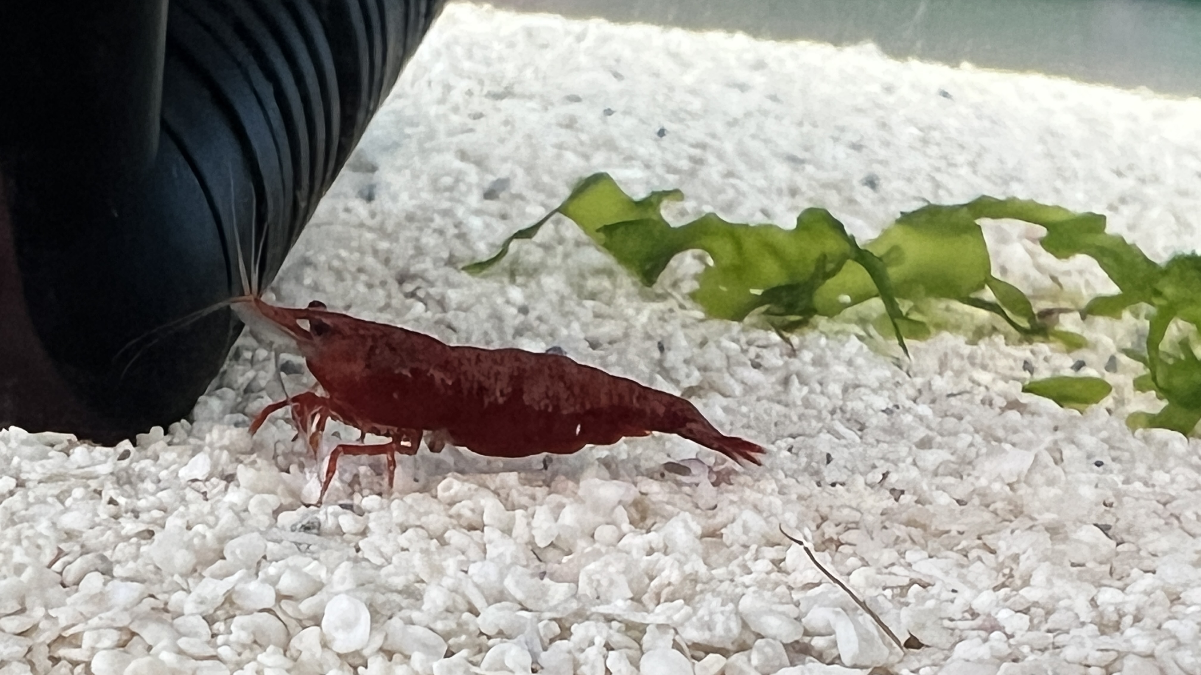 Cherry Shrip on white substrate