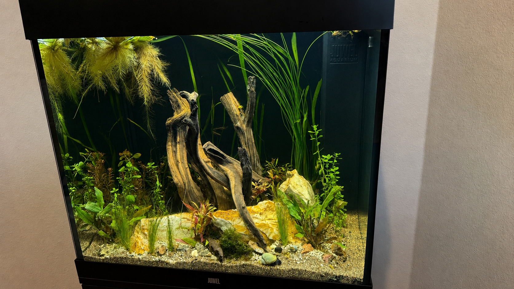 Custom freshwater aquarium planned around the room and livestock