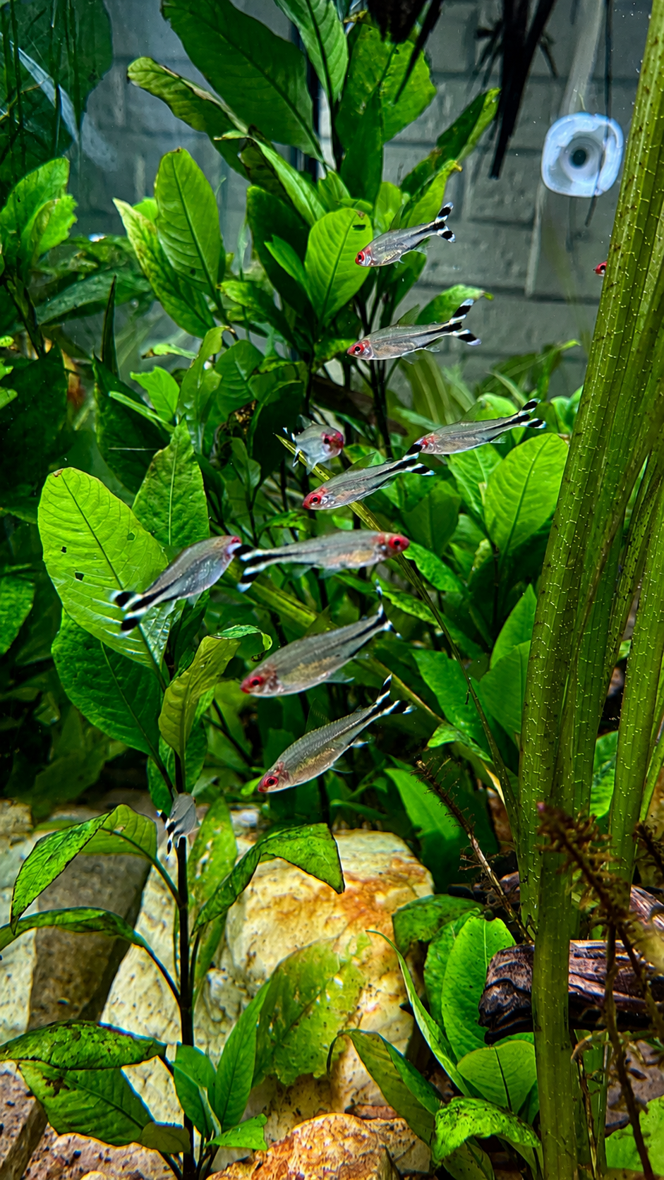 Rummynose Tetras are the carnary in the coal mine