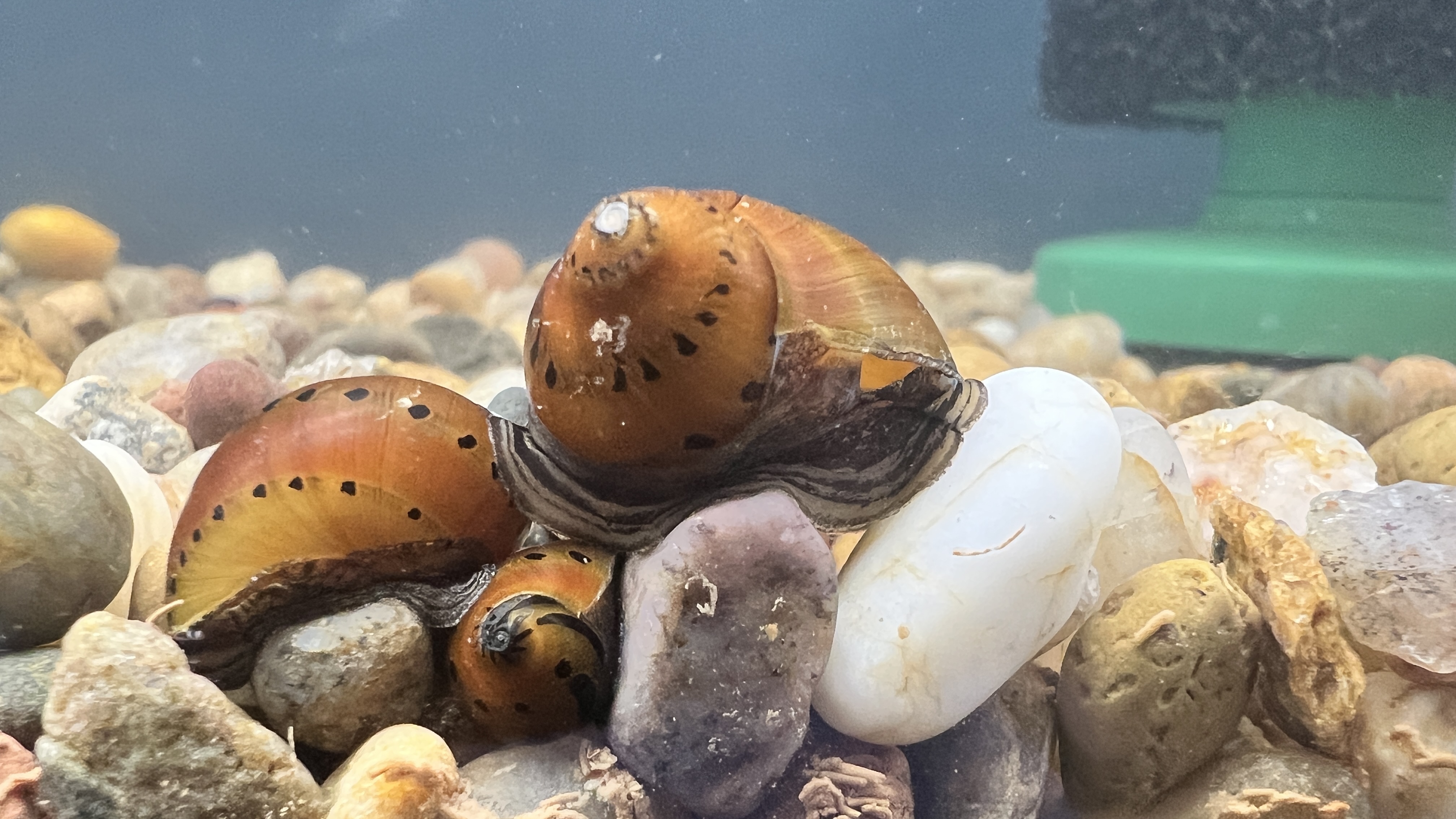 Tiger Nerite Snail
