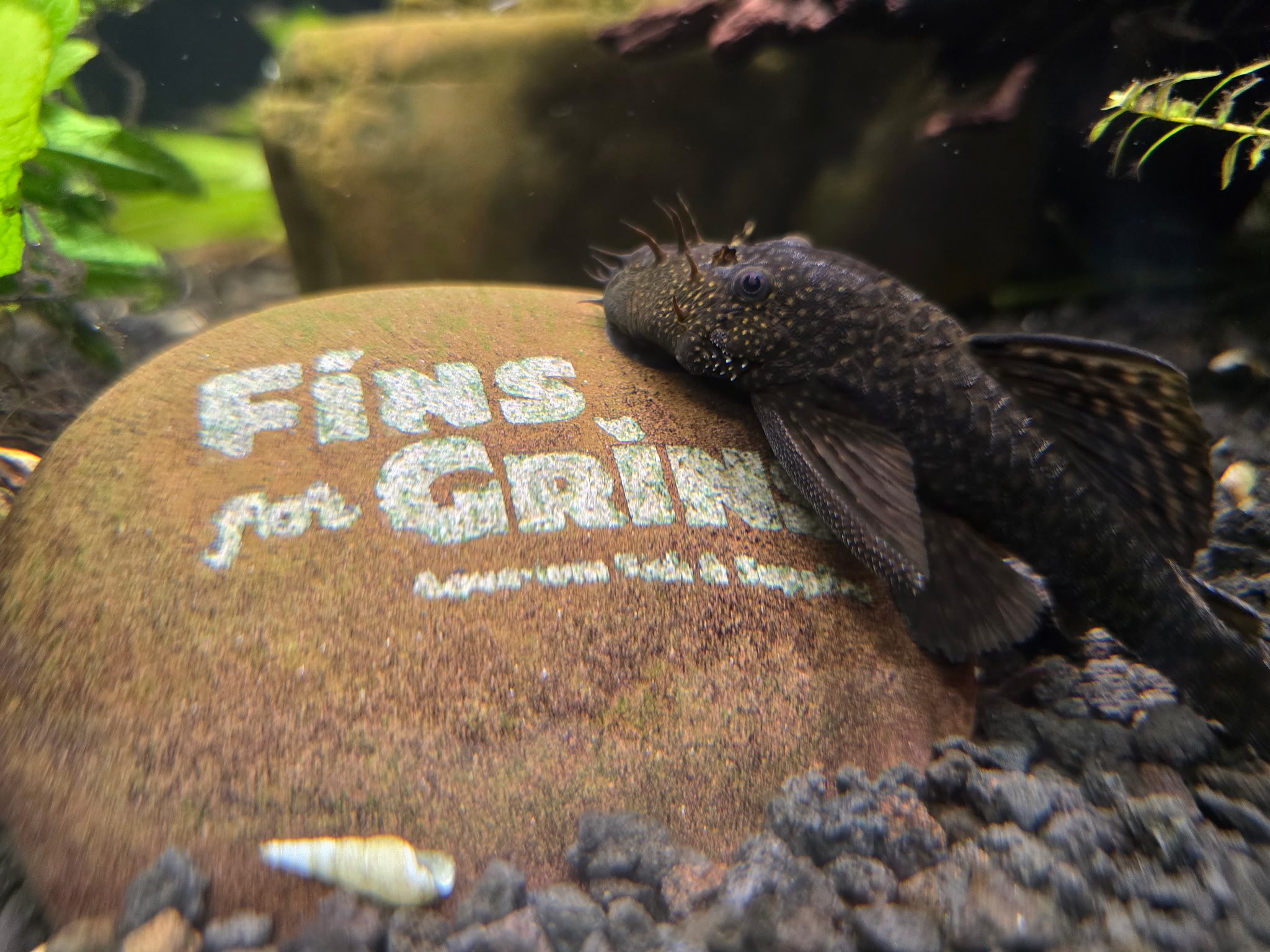 Inside the Fins For Grins freshwater fish store in Broken Arrow, Oklahoma
