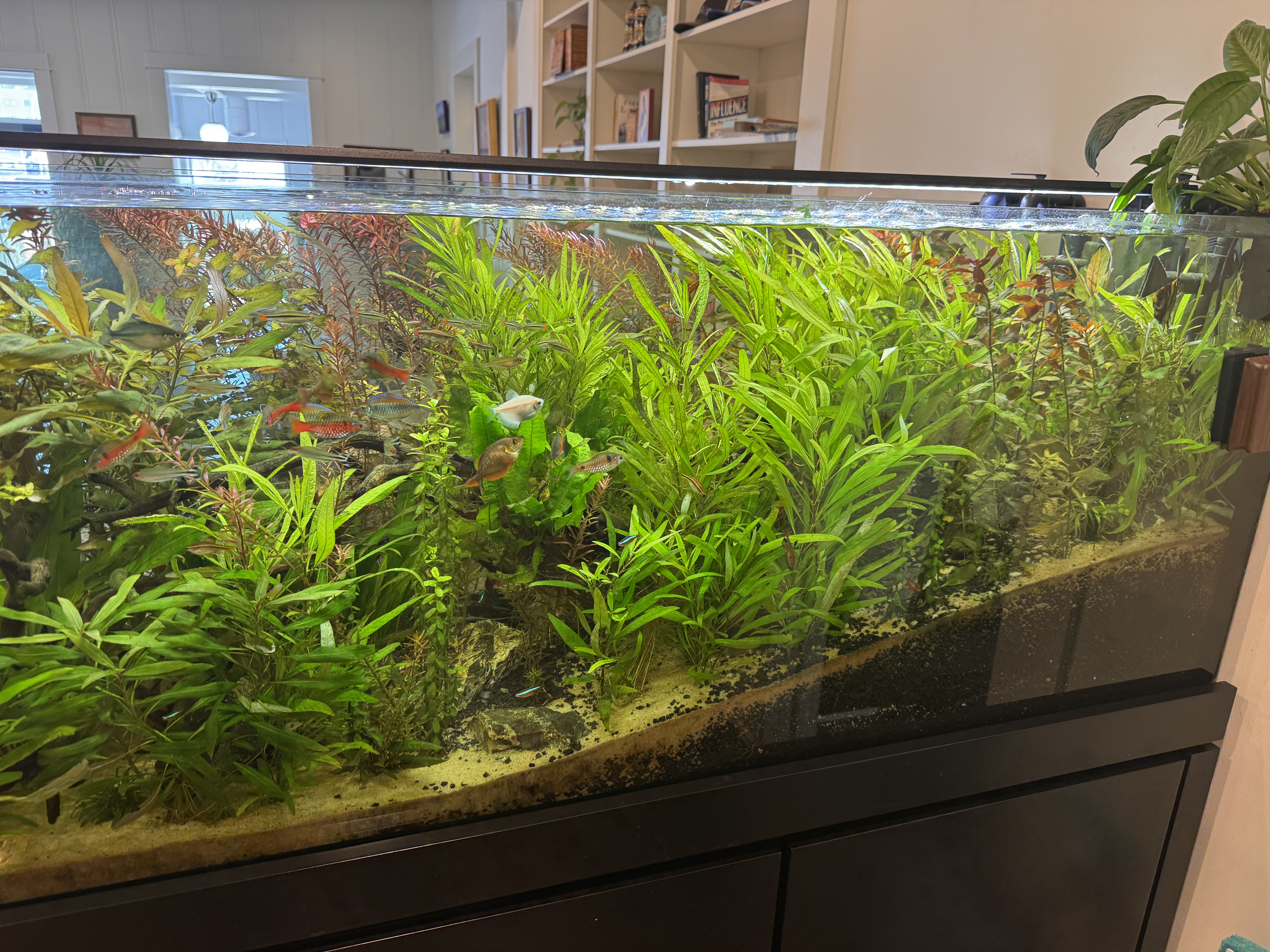 Commercial freshwater aquarium installed and maintained by Fins For Grins
