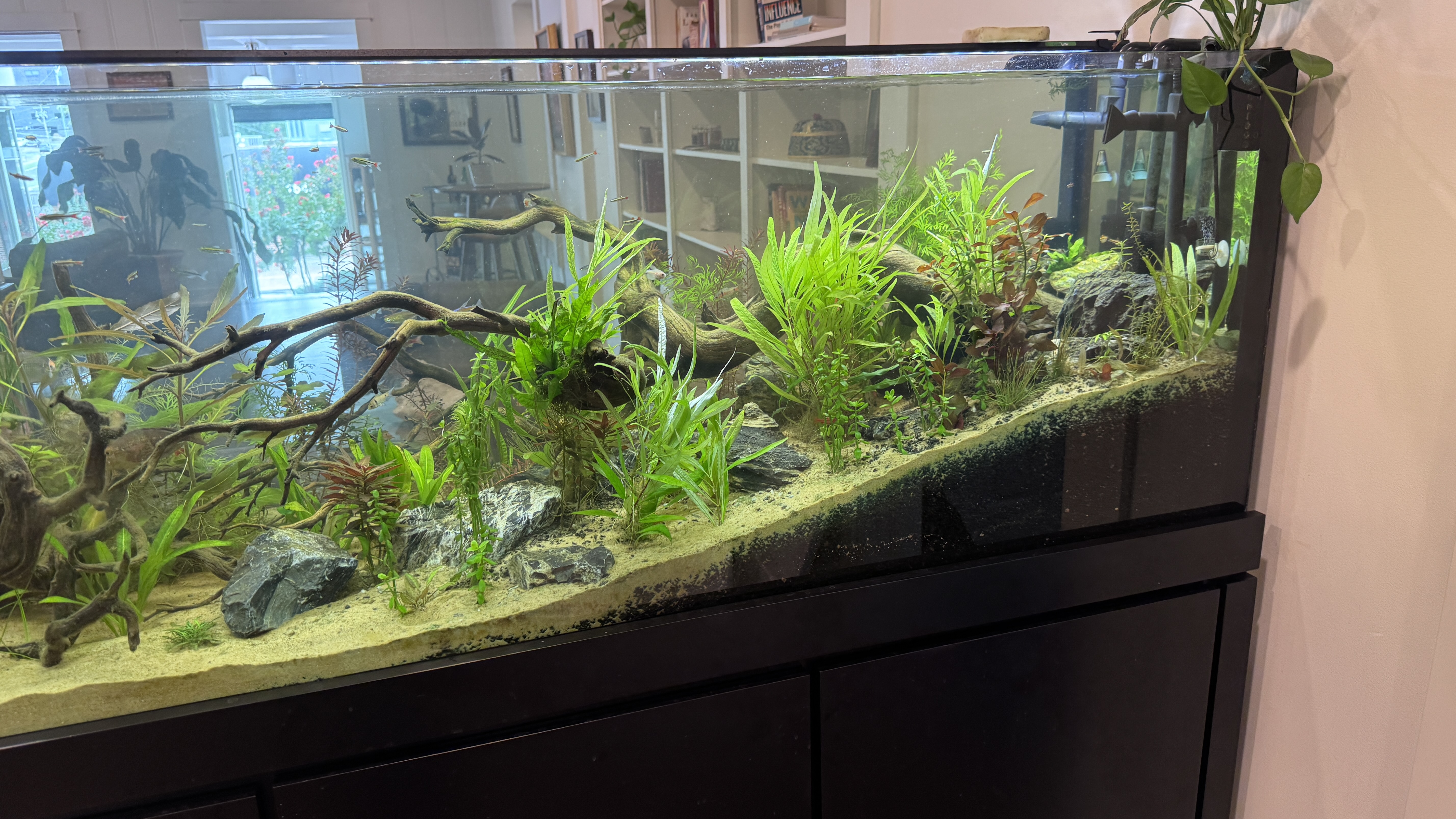 Long freshwater planted aquarium with driftwood branches, rocks, green plants, and small fish.