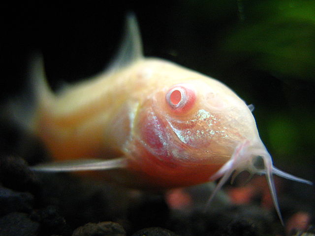 Corydoras Catfish for Community Tanks: Why Every Freshwater Setup Needs Them