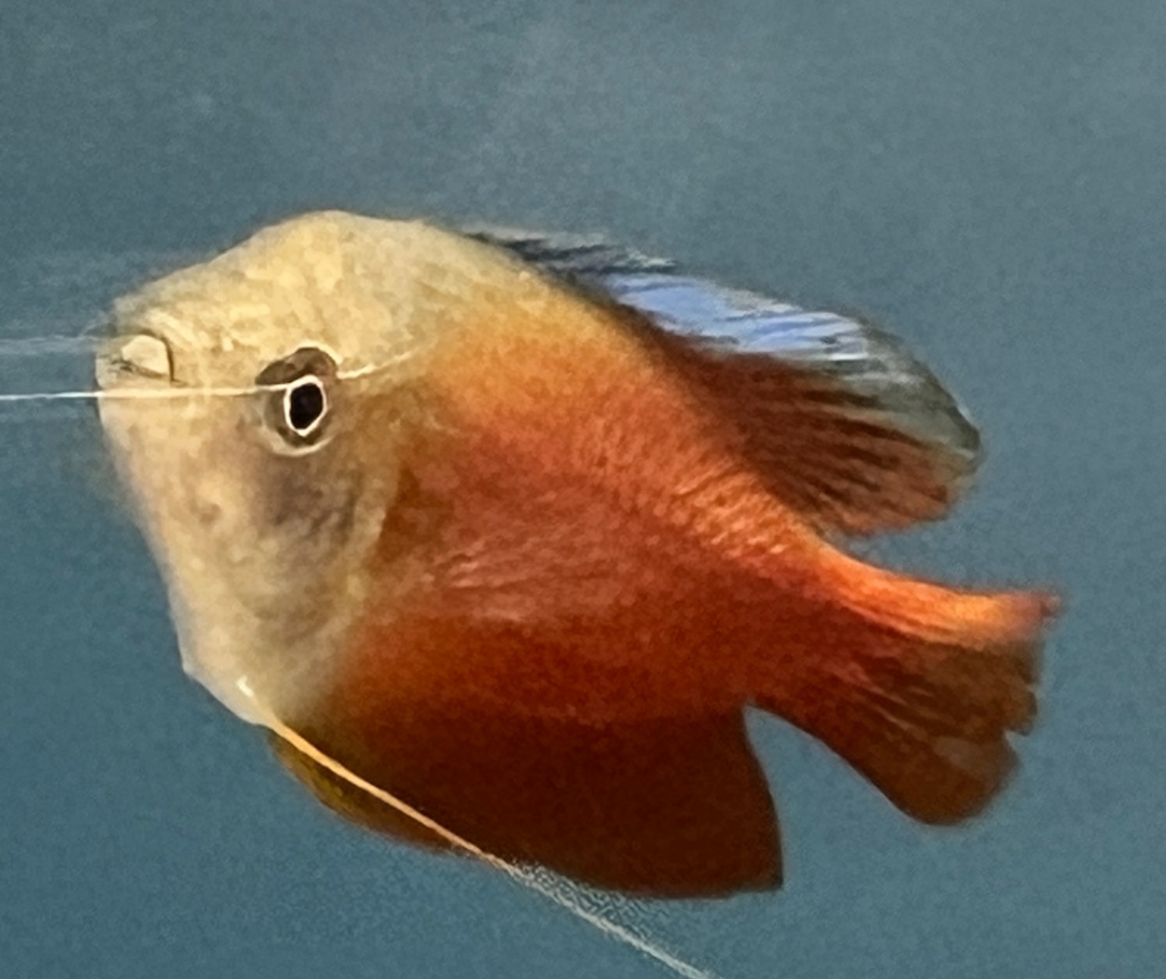 Red Flame Dwarf Gourami