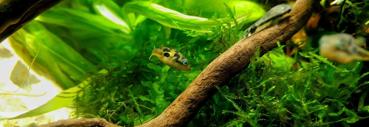a pea puffer in a planted tank