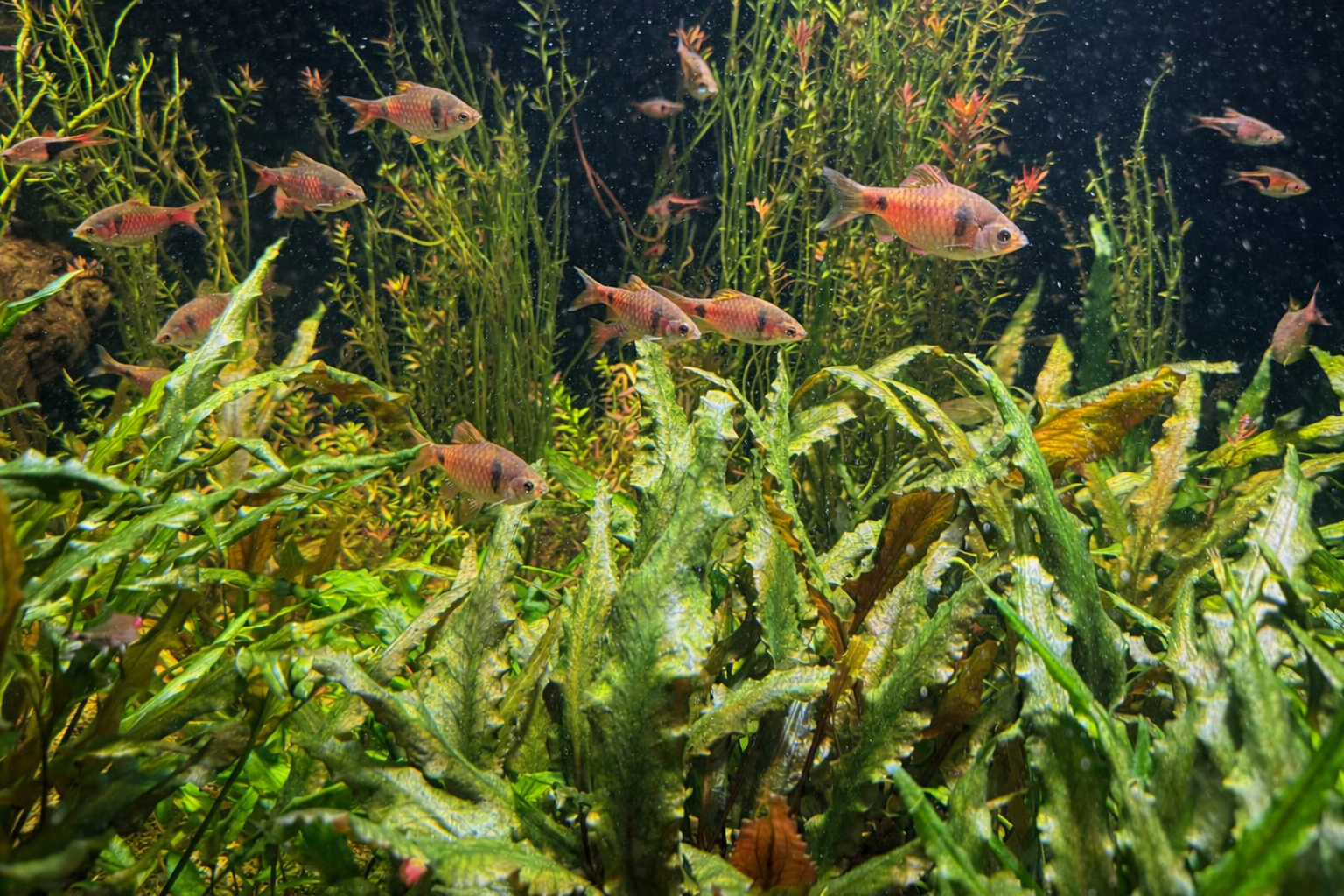 Odess barbs swimming in a large planted aquarium. 