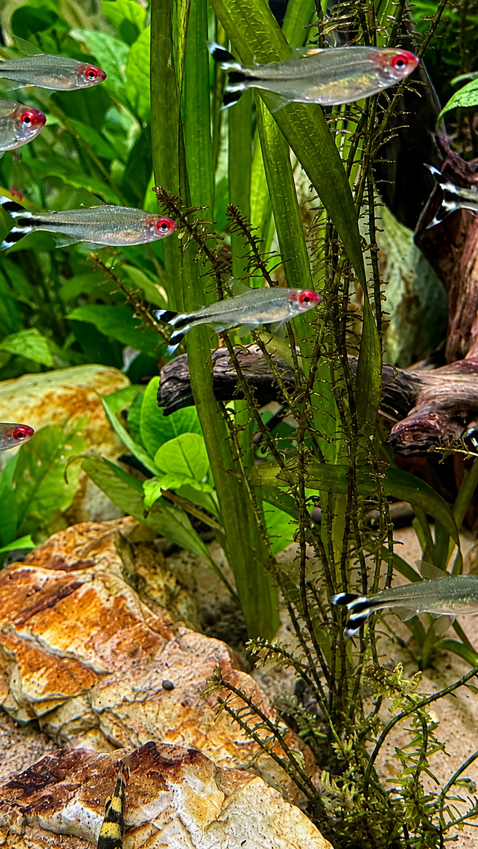 Rummynose tetras schooling